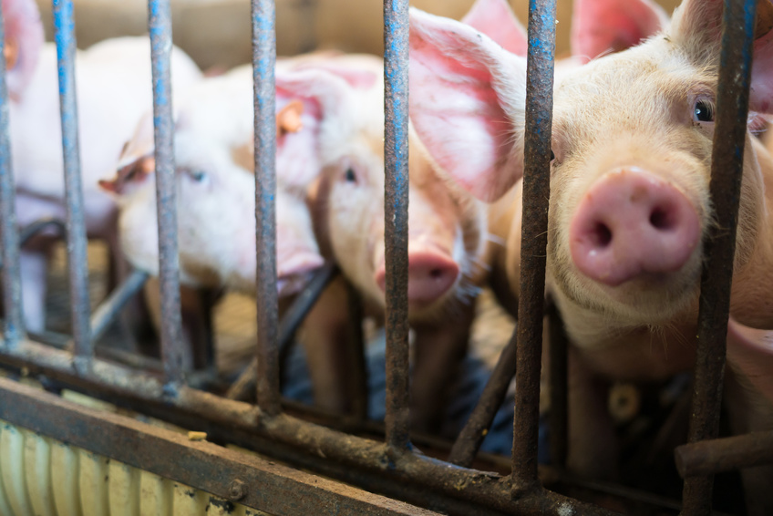 Schwein gehabt - Freispruch aus Gründen des Tierwohls